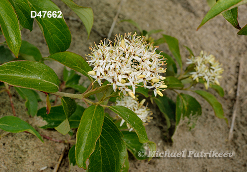 Cornus obliqua